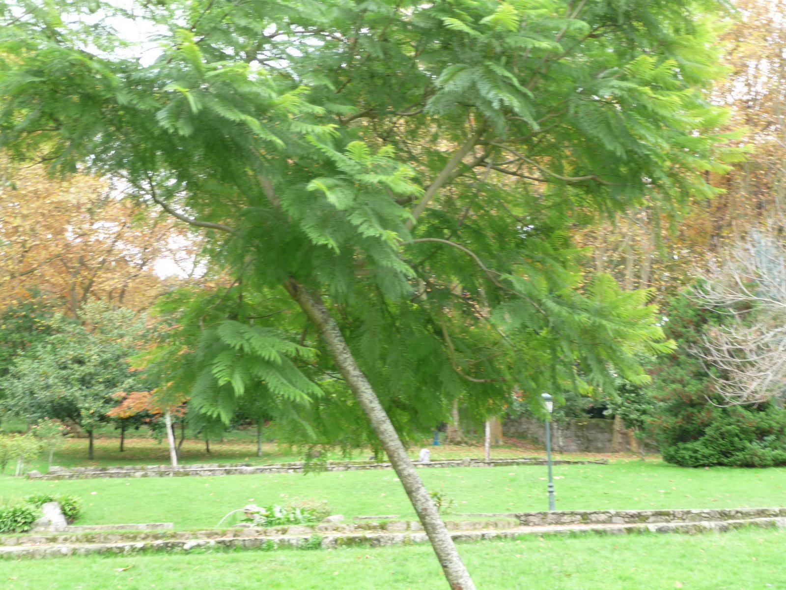 silver wattle,blue wattle
